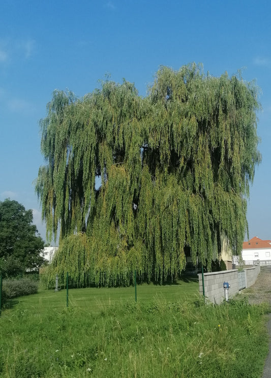 Atempause mit der Trauerweide