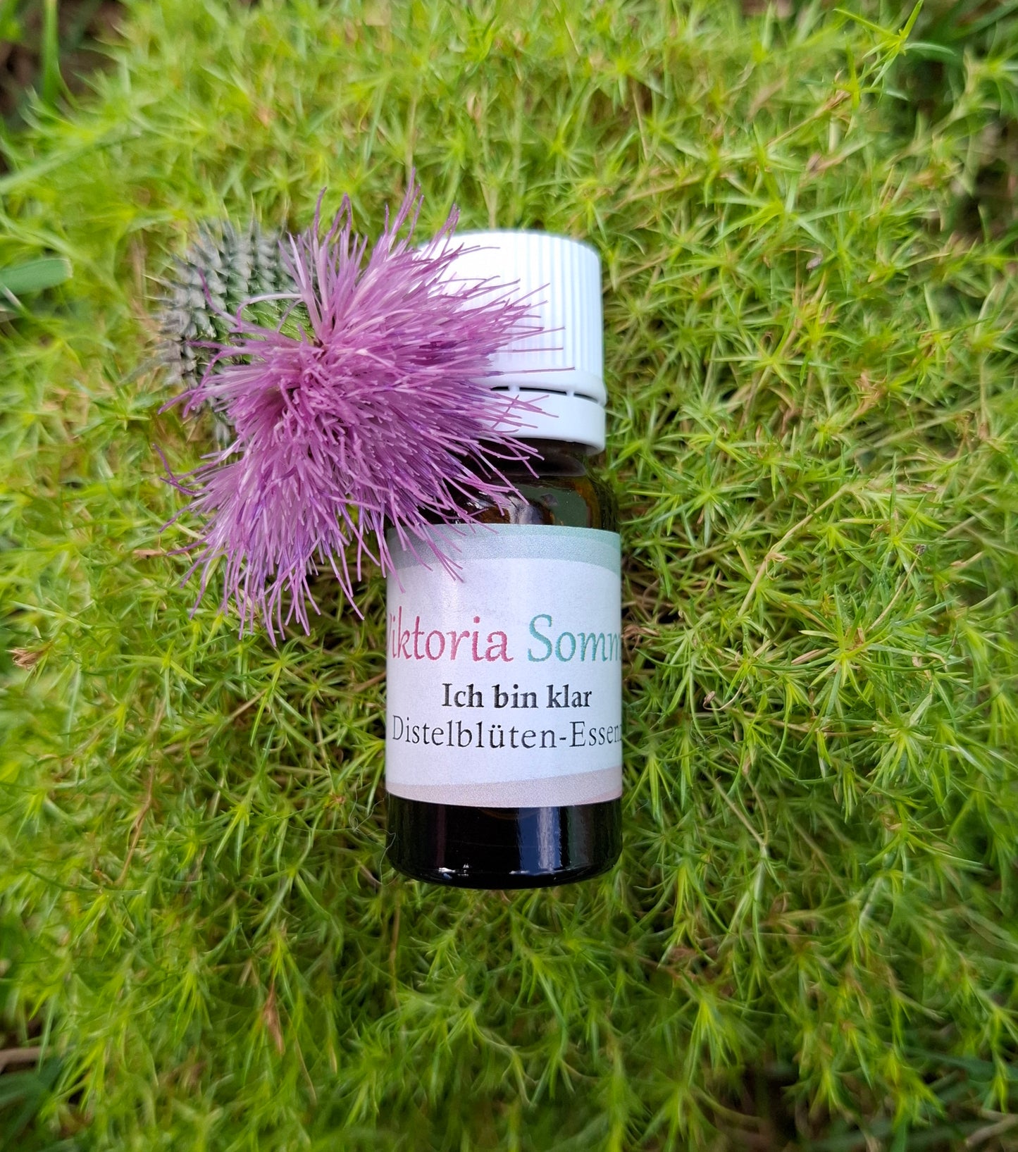 Distel-Essenz