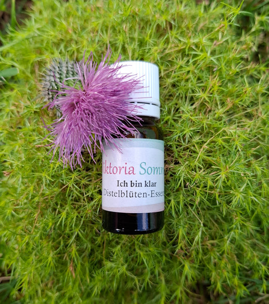 Distel-Essenz