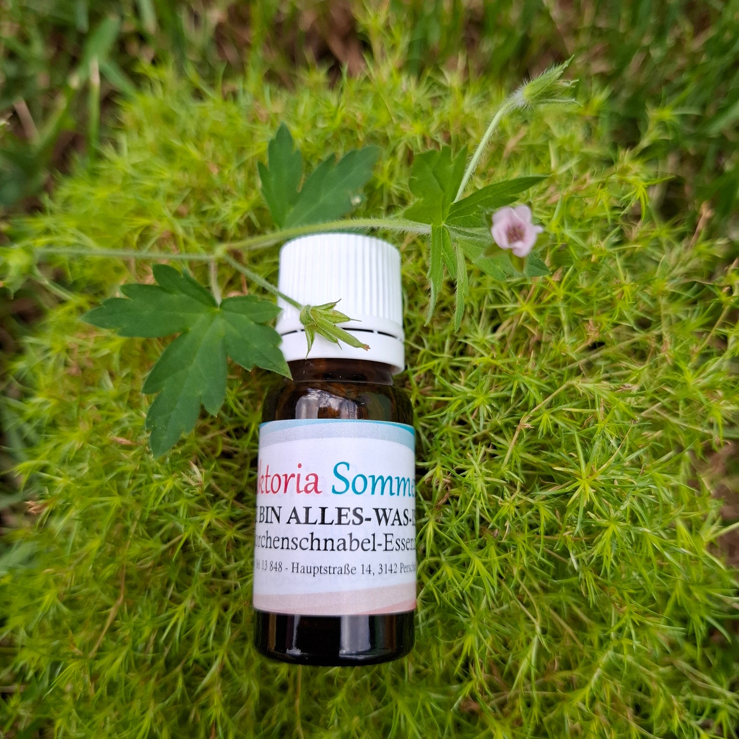 Storchenschnabel-Essenz